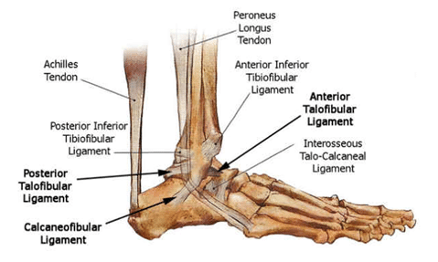 ligaments-tendons